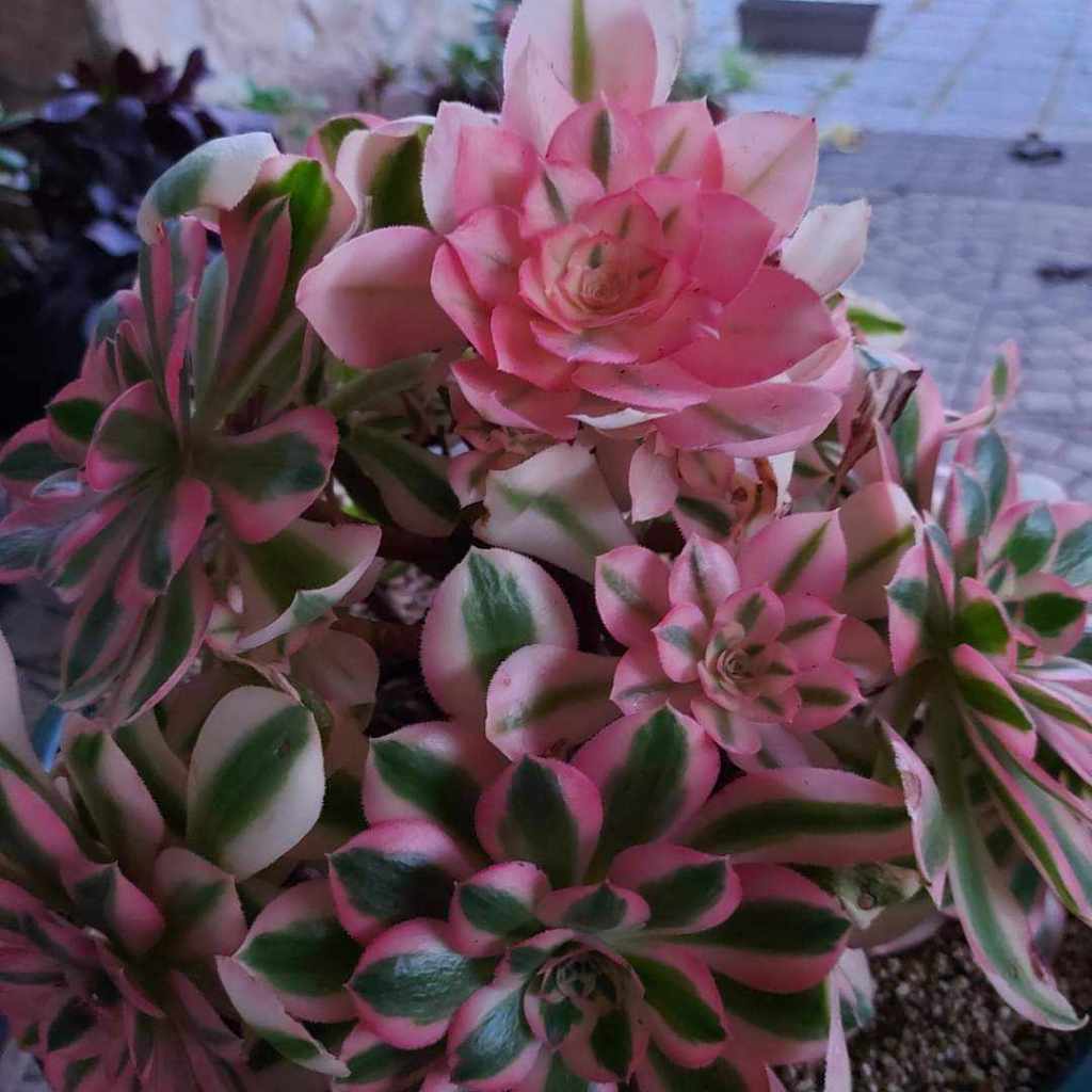 Aeonium Pink Witch