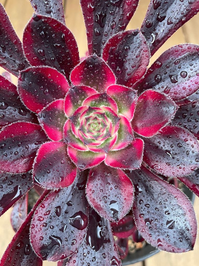 Aeonium Lina