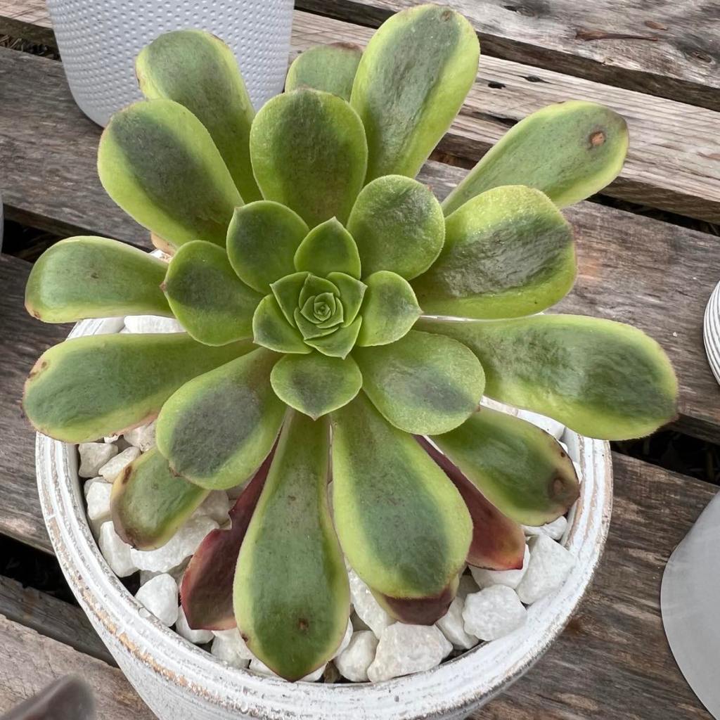Aeonium Superbang
