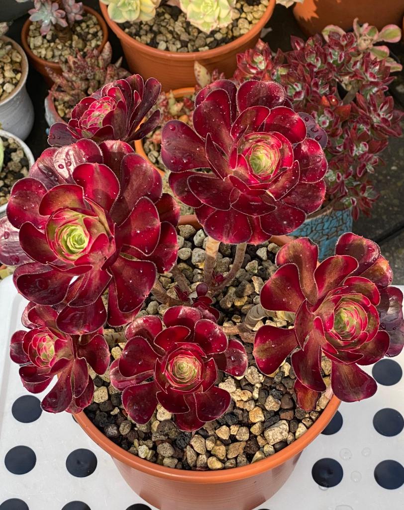 Aeonium Chanel