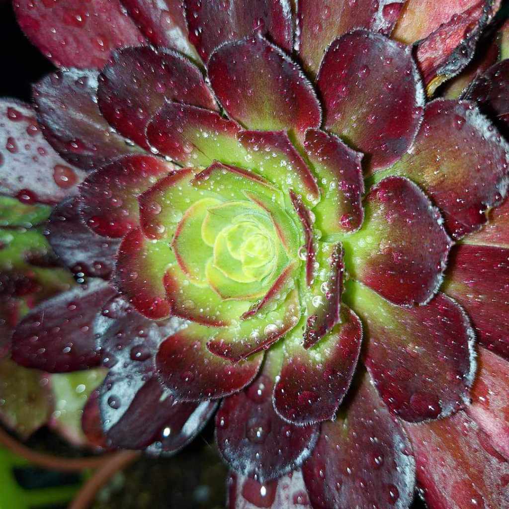 Aeonium Anna
