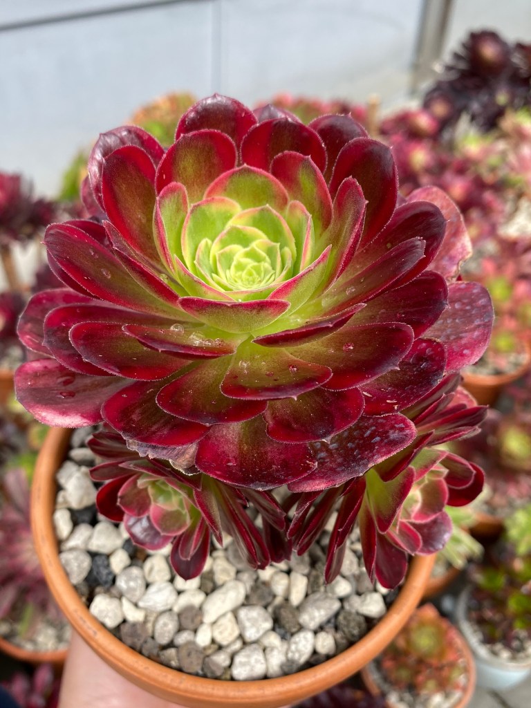 Aeonium Anna