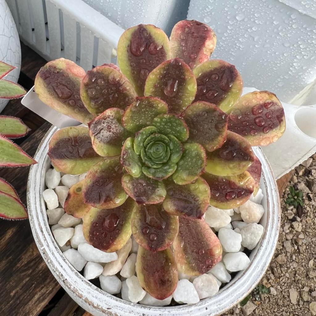 Aeonium Superbang