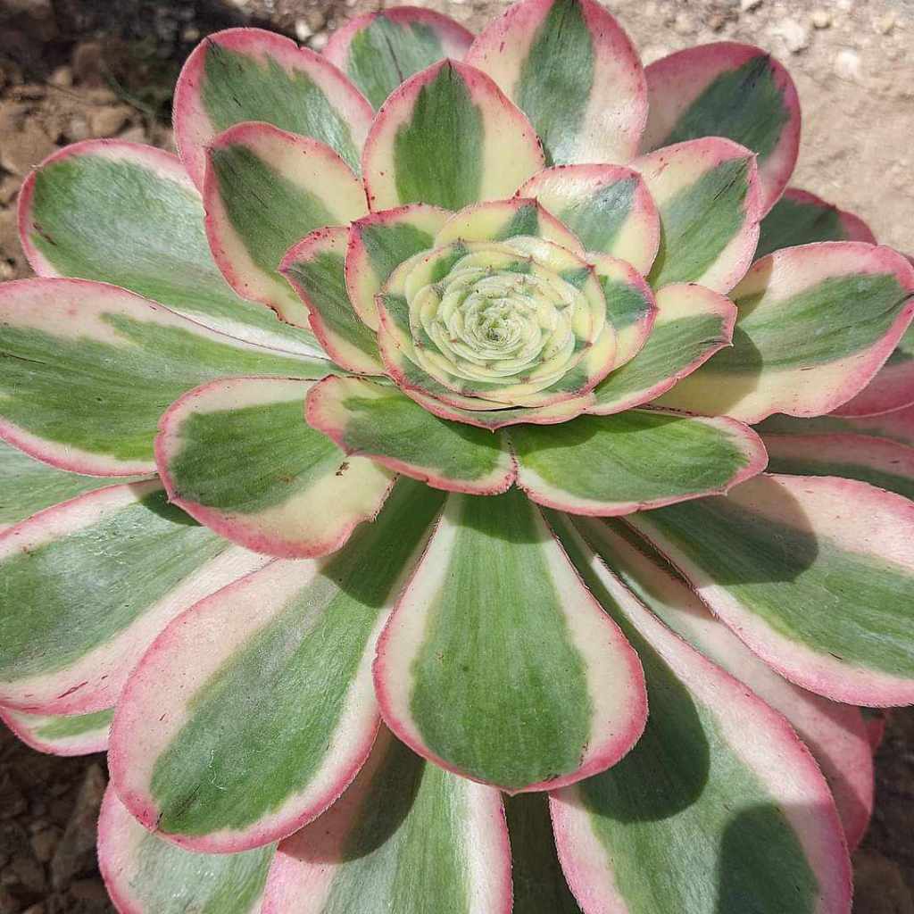 Aeonium Zeus
