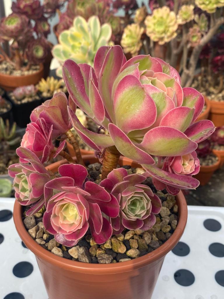 Aeonium Pink Witch