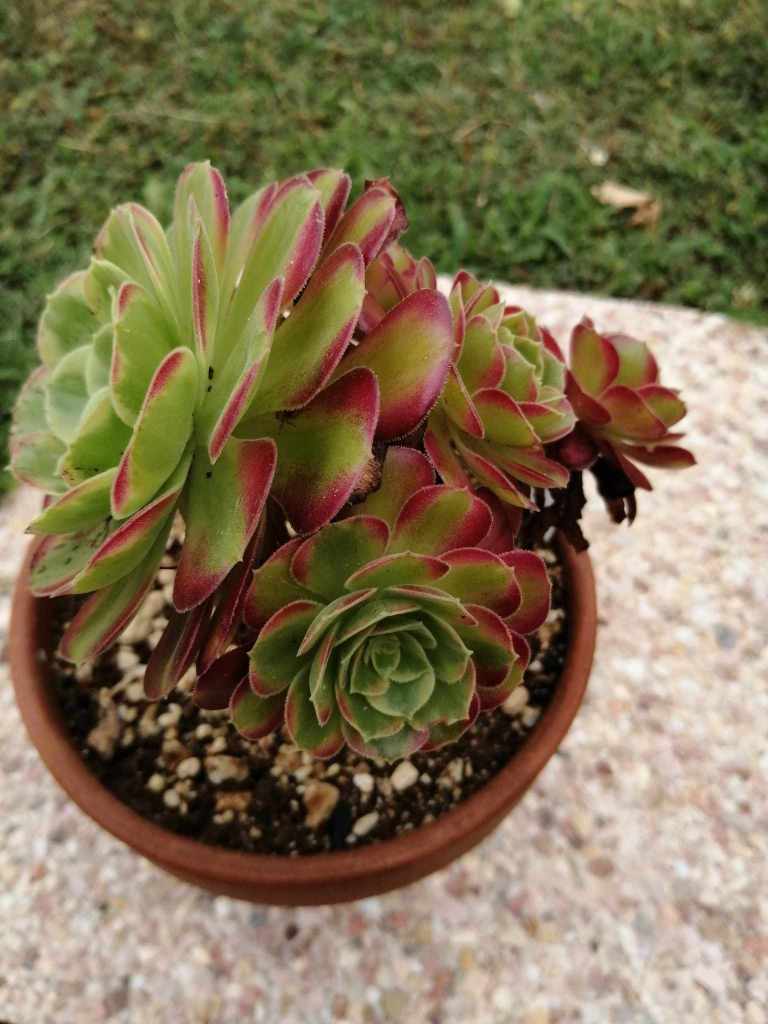 Aeonium Anna