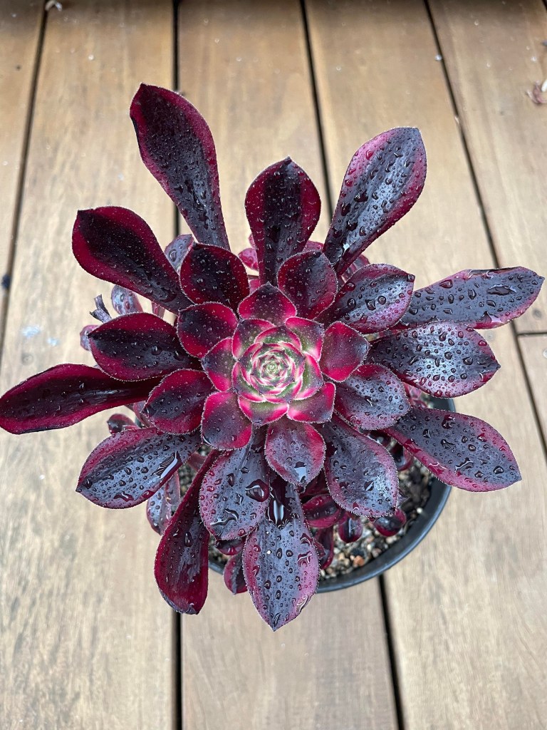 Aeonium Lina