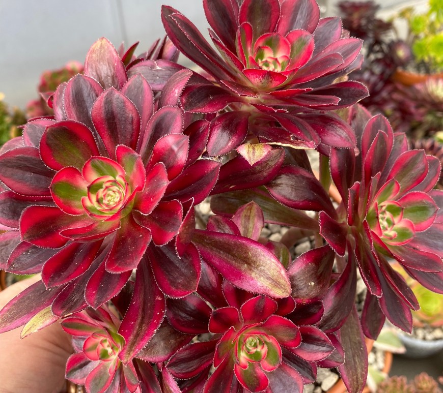 Aeonium Chanel