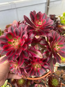Aeonium Chanel