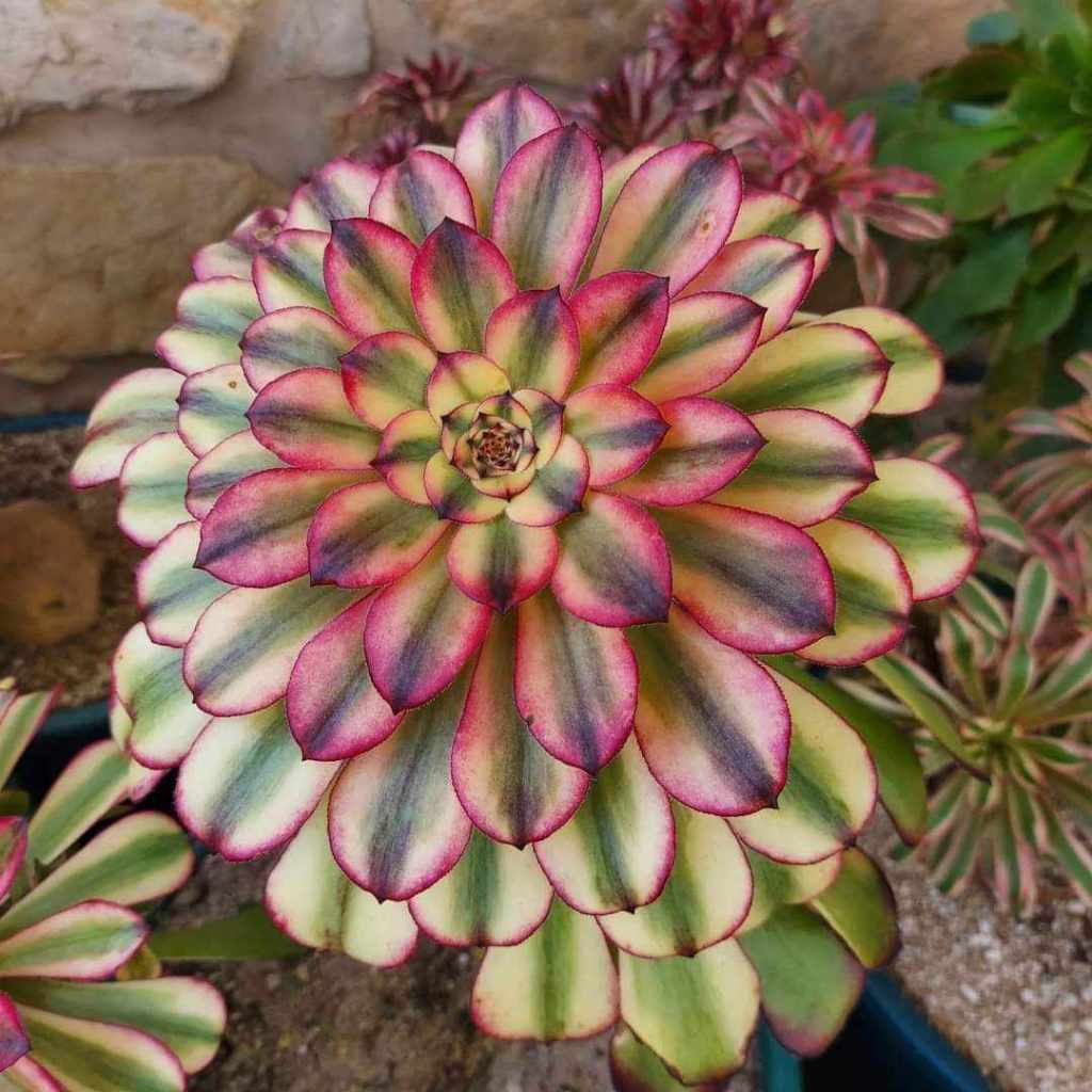Aeonium Venus
