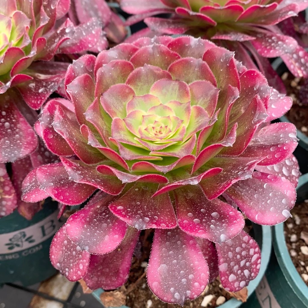 Aeonium Venus