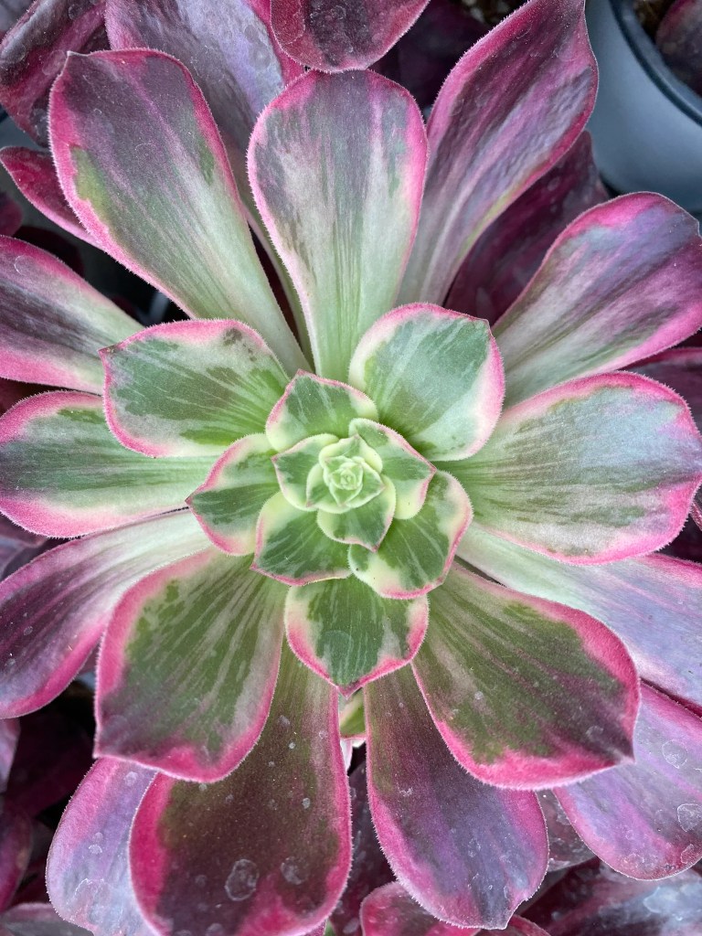 Aeonium Wedding Dress