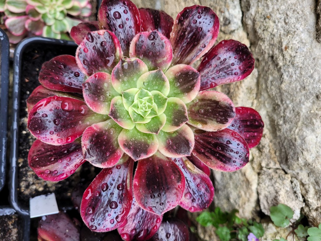 Aeonium Wedding Dress