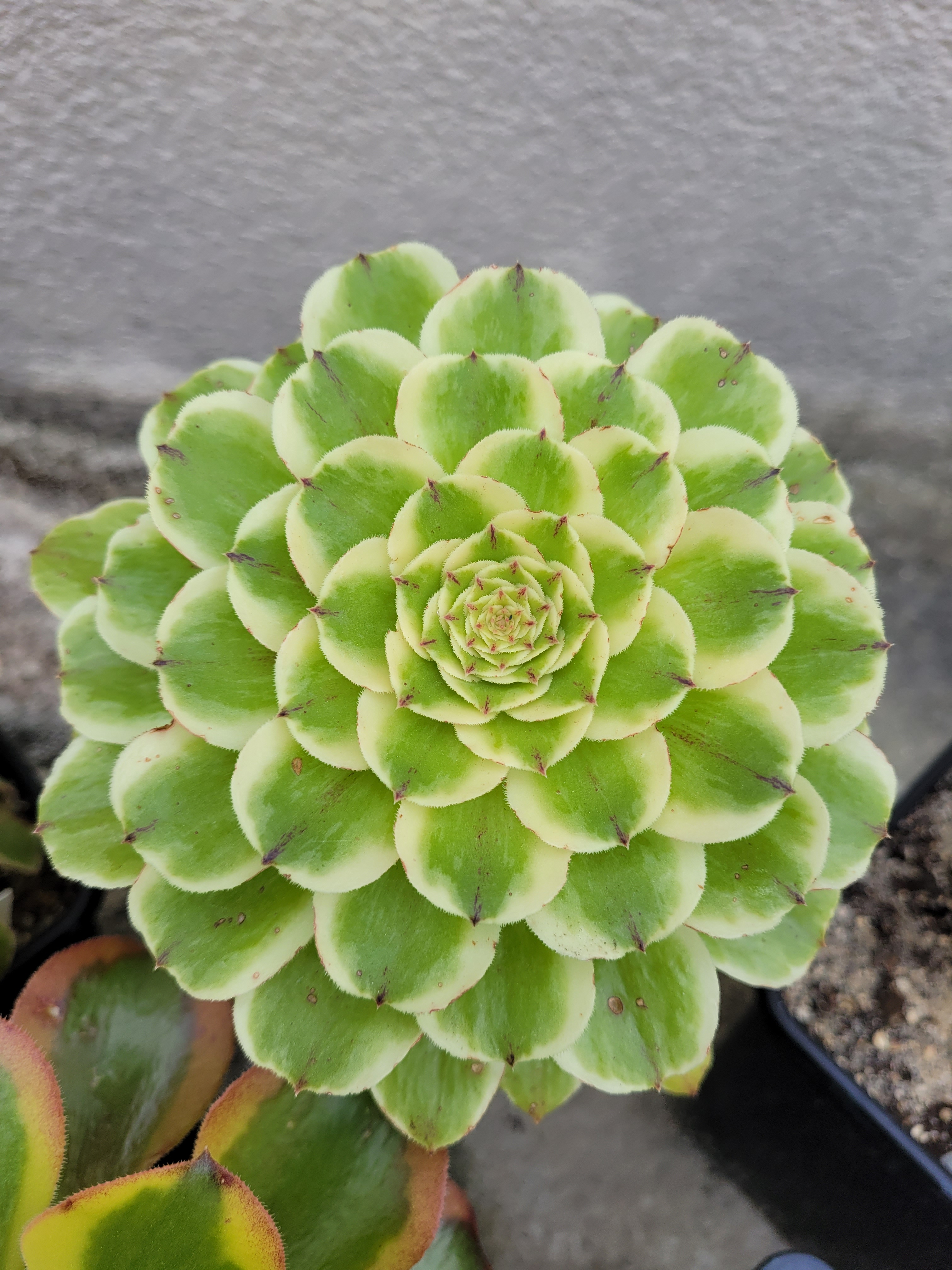 Aeonium &lsquo;Green Wave&rsquo;