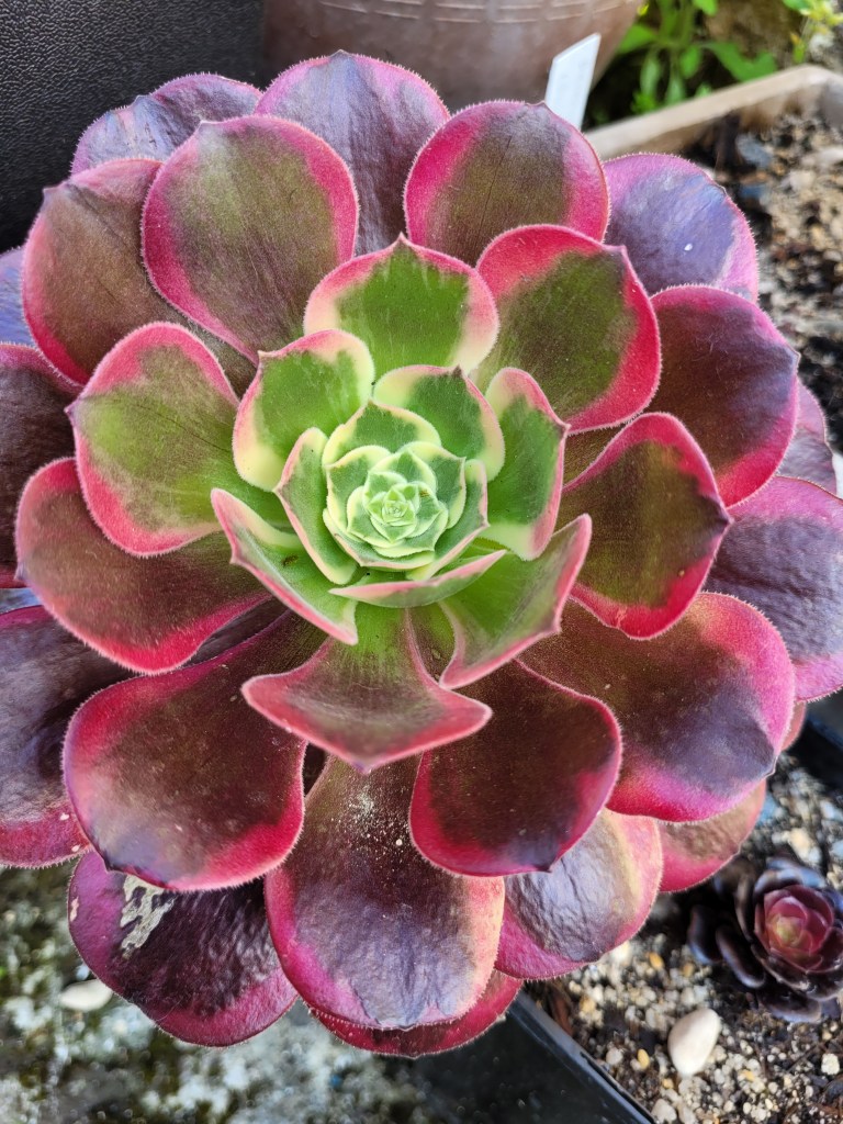 Aeonium Wedding Dress