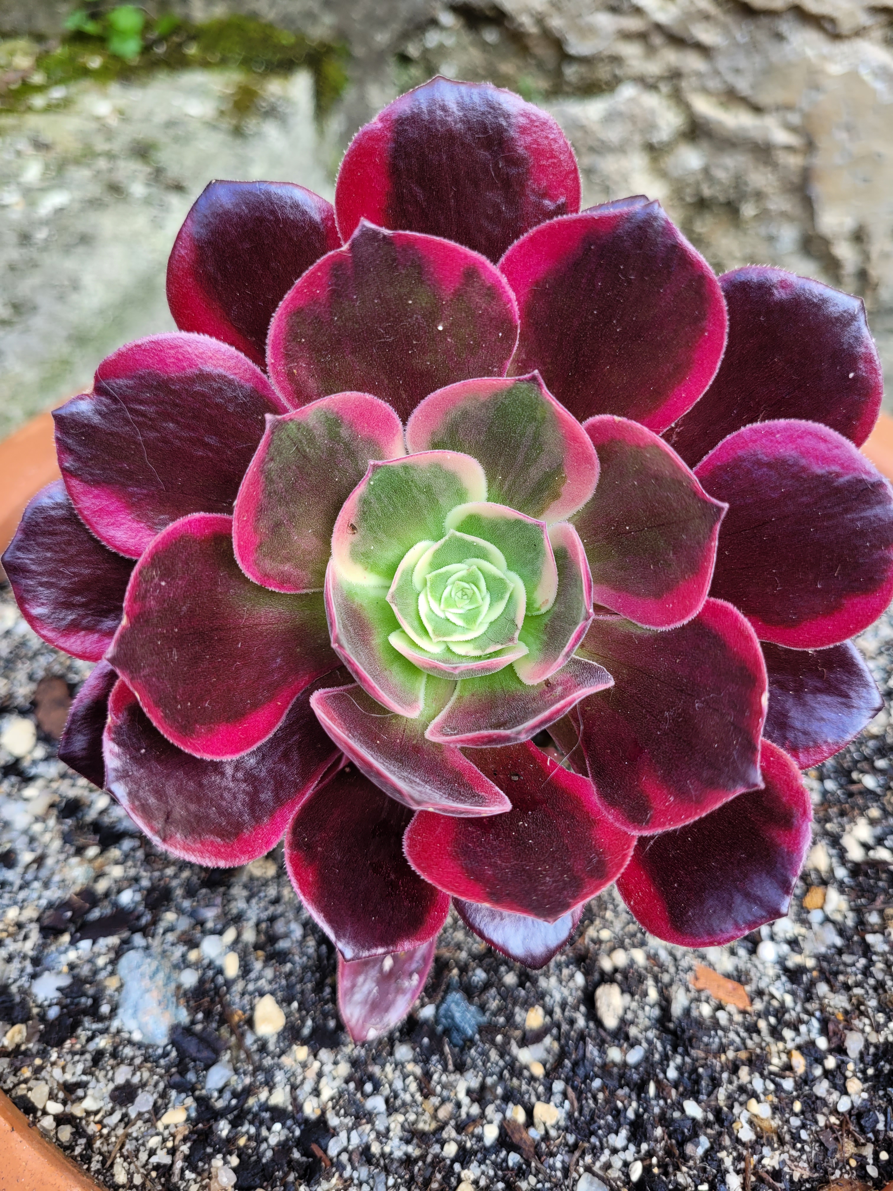 Aeonium &lsquo;Canary&rsquo;