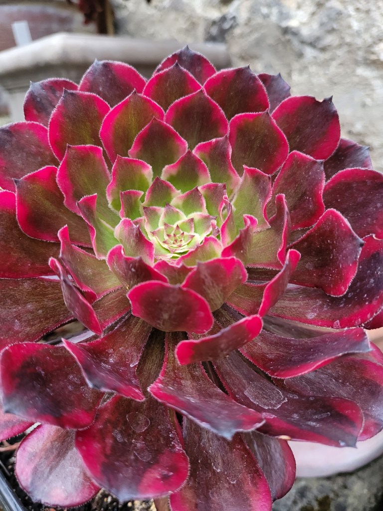 Aeonium Snow Girl
