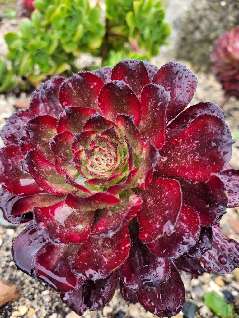 Aeonium Snow Girl
