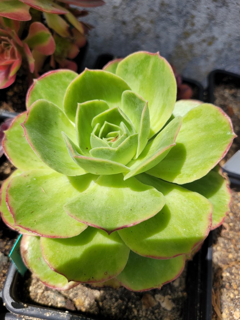 Aeonium Orion