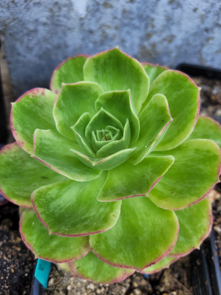 Aeonium Orion