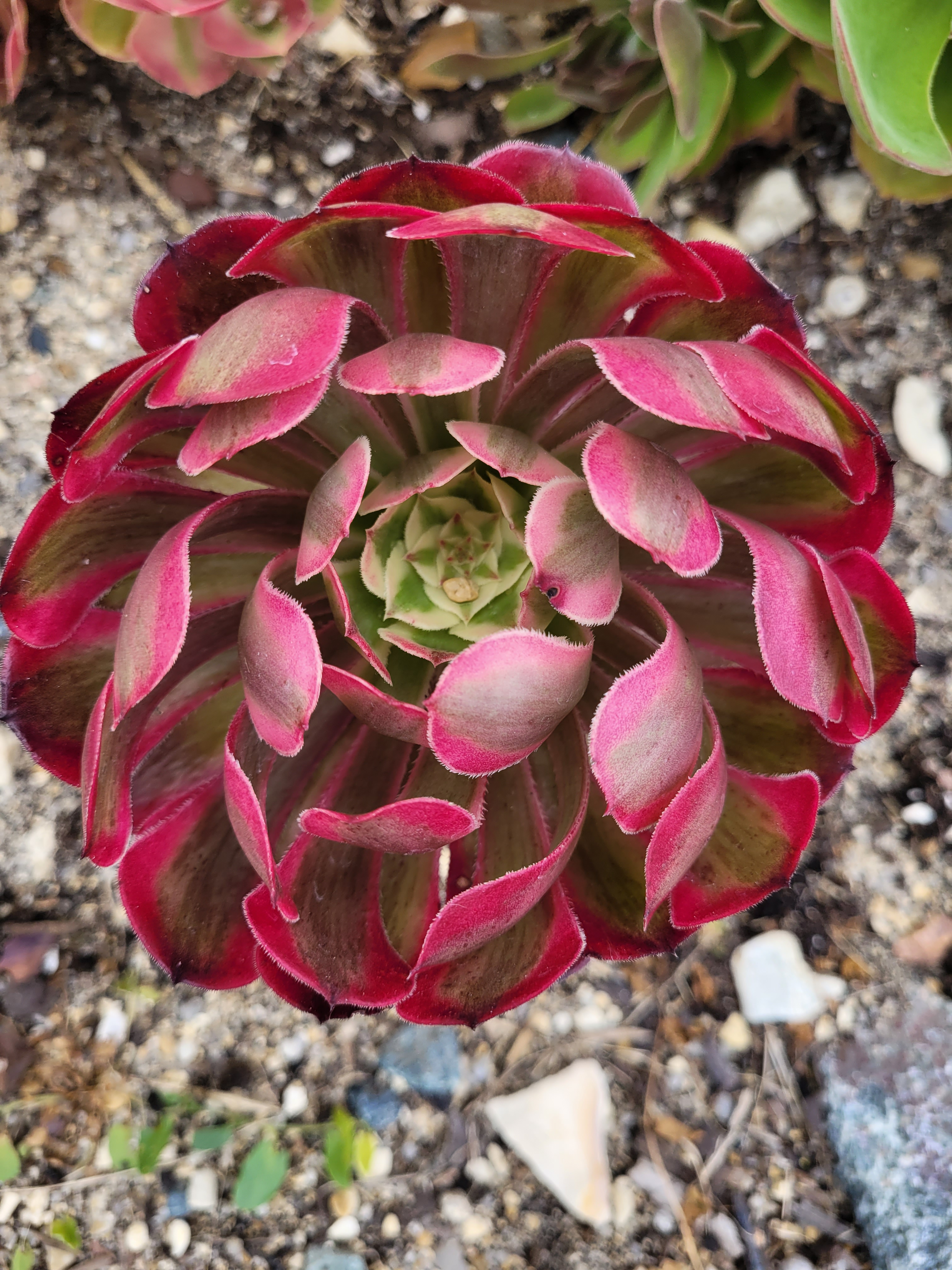 Aeonium Summer Dormancy: Understanding and Caring for Resting Plants