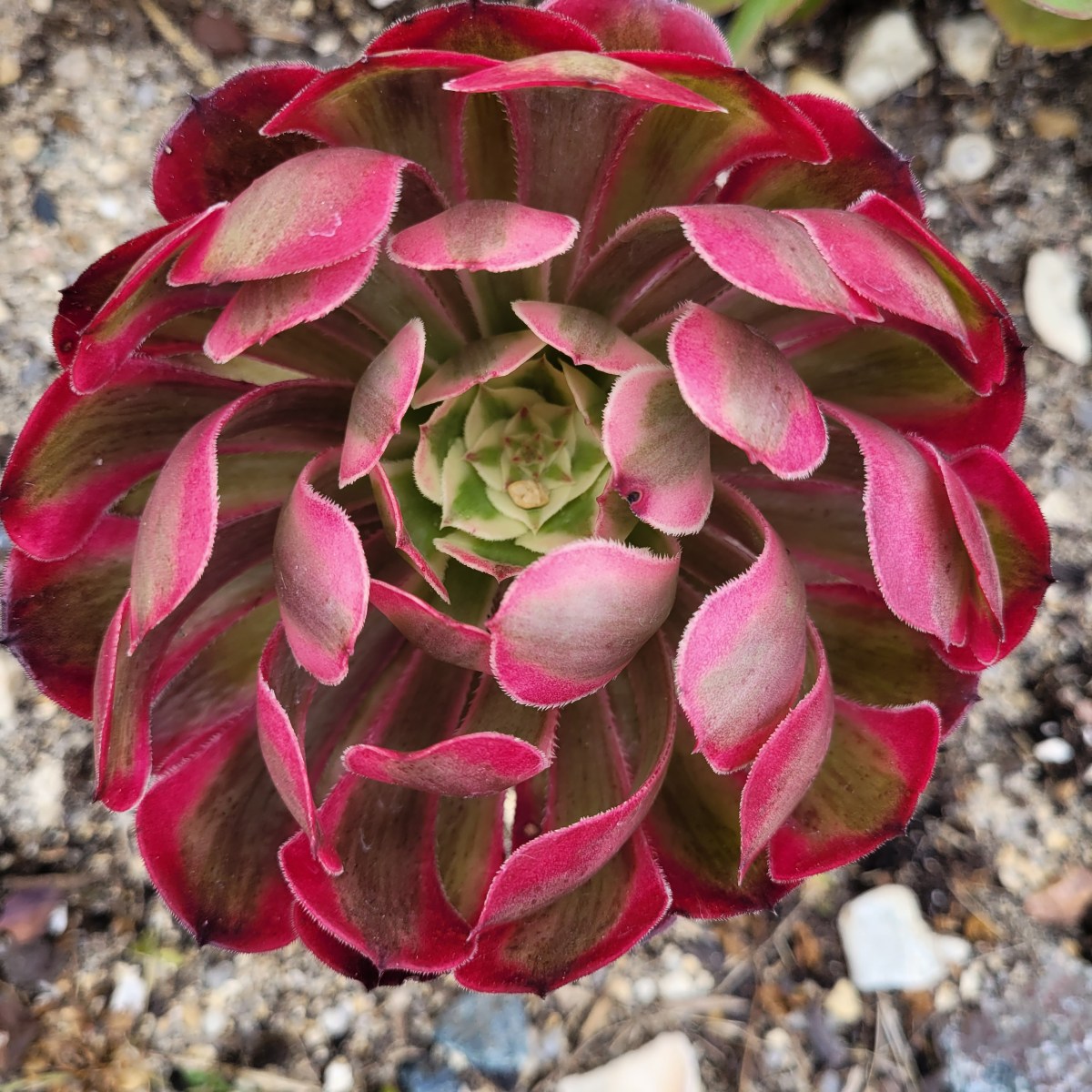 Comprendre la dormance de l&rsquo;Aeonium