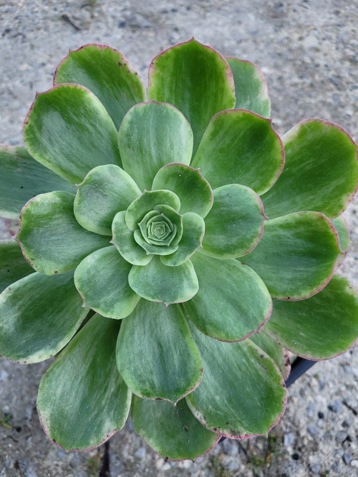 Aeonium 'Orion'