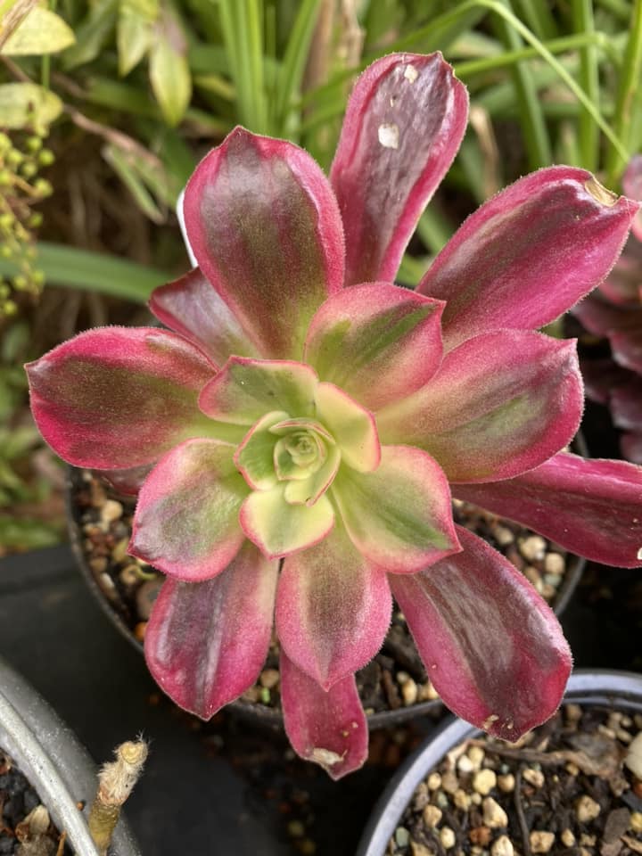 Aeonium Wedding Dress