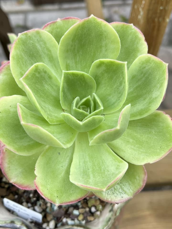 Aeonium Orion