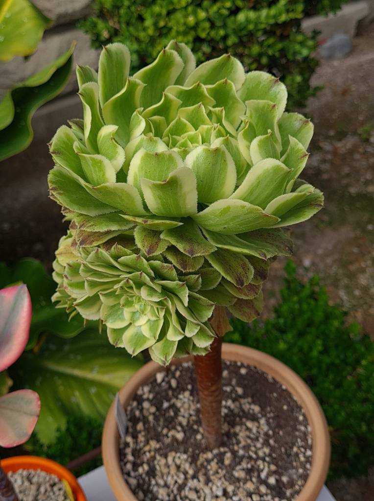 Aeonium Green Wave
