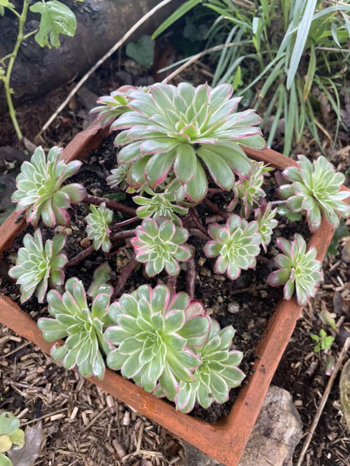 Aeonium Peacock