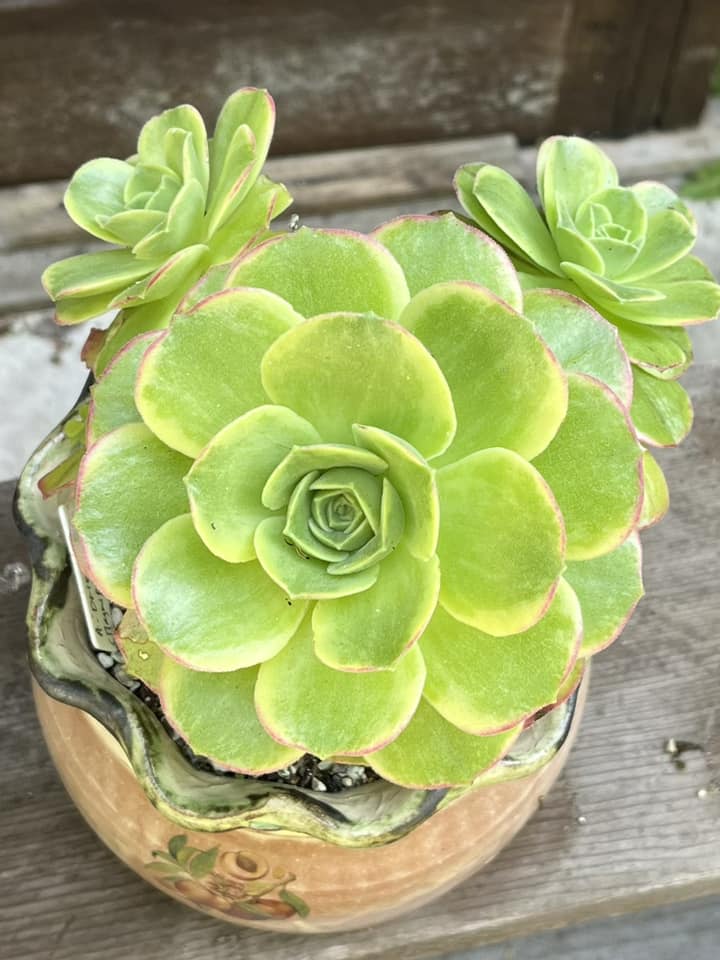 Aeonium Orion