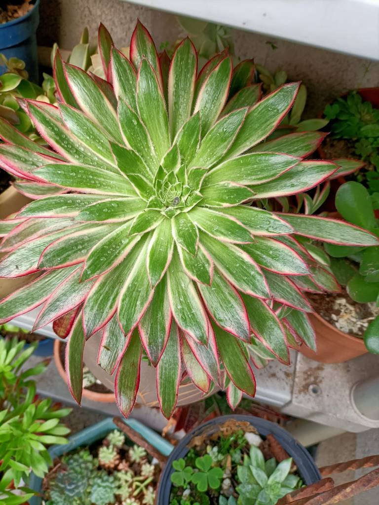 Aeonium Peacock