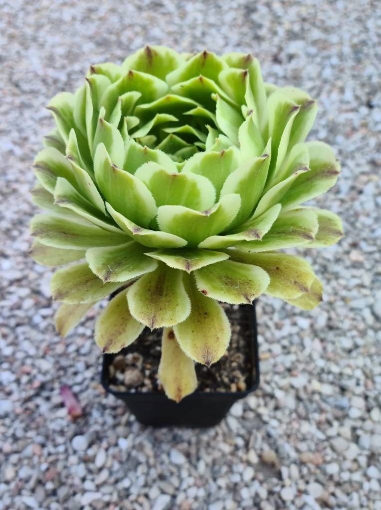 Aeonium Green Wave