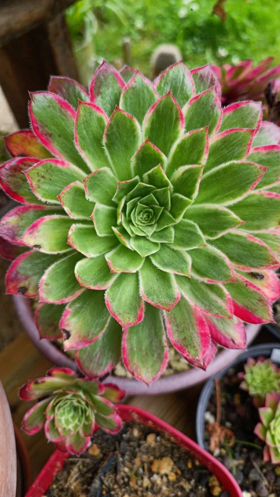 Aeonium Peacock