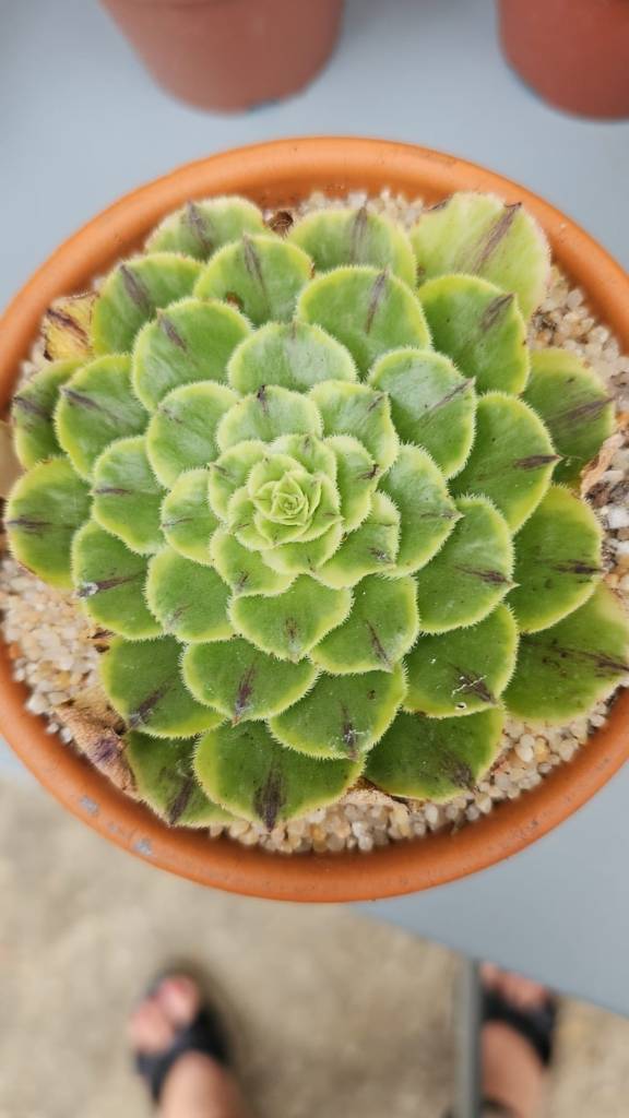 Aeonium Green Wave