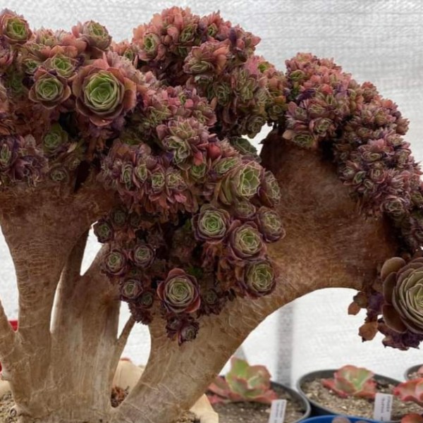 Comprendre la cristation chez l&rsquo;Aeonium