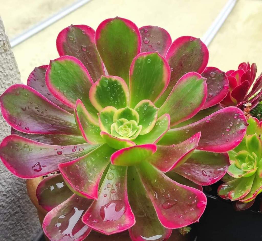 Aeonium Canary