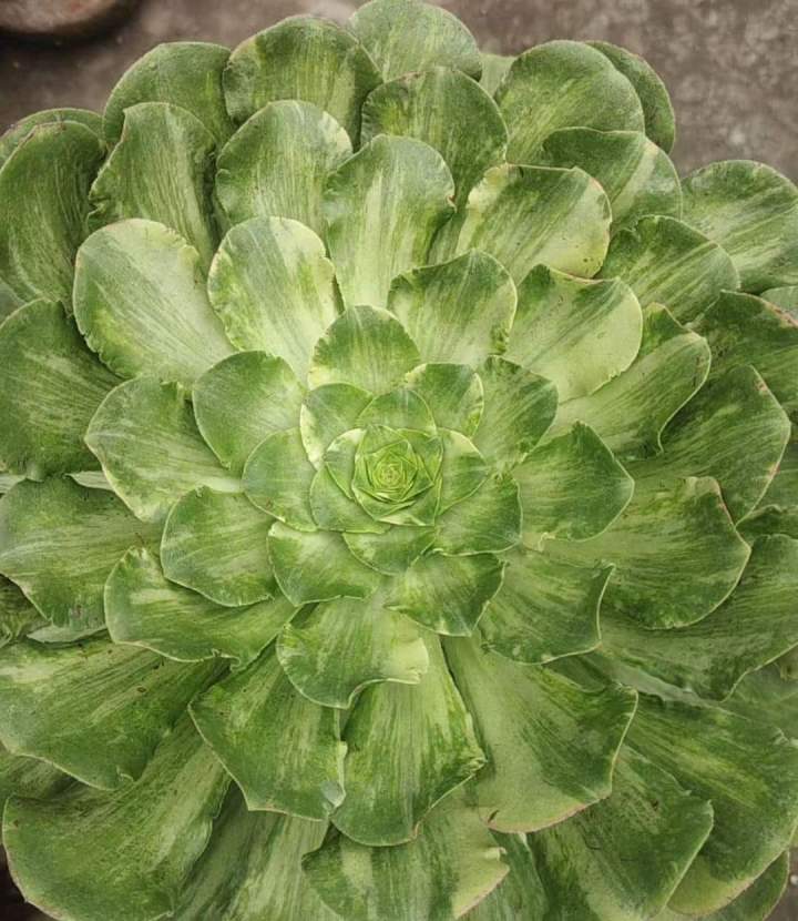 Aeonium 'Orion Silk'