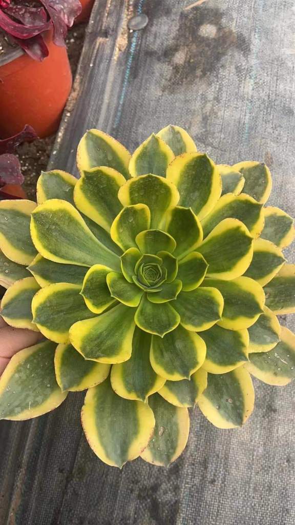 Aeonium 'Orion Yellow'