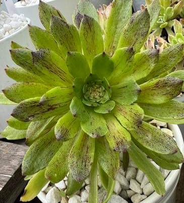 Aeonium Green Wave