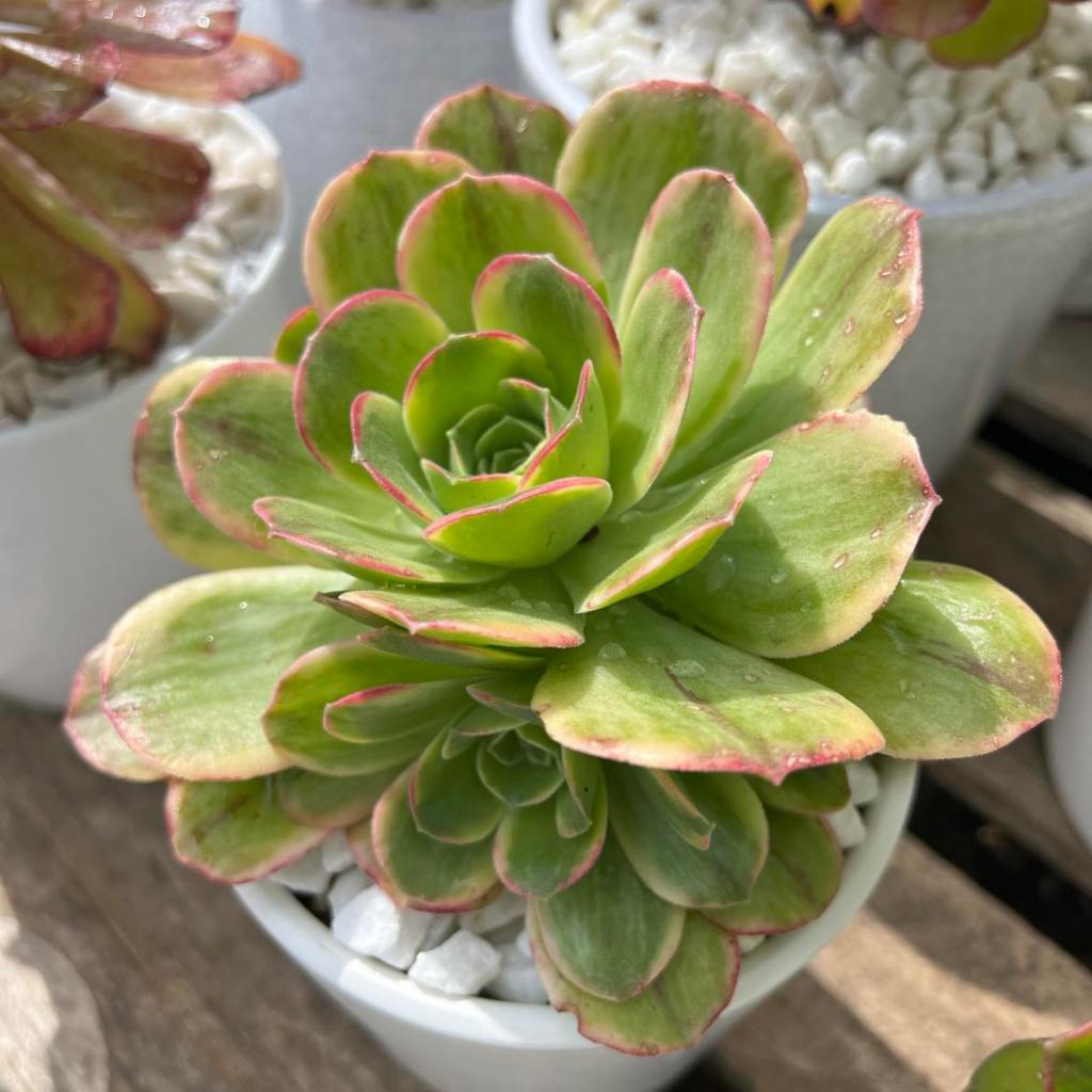 Aeonium Orion
