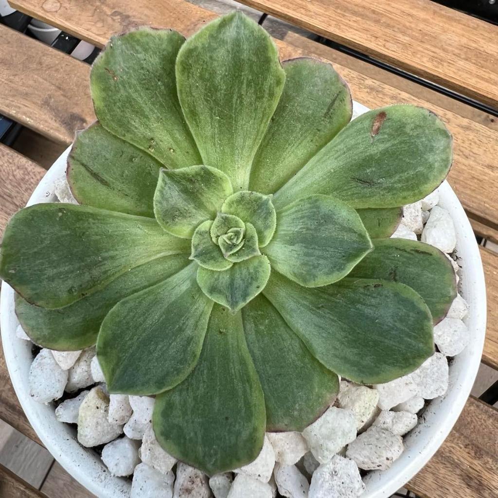 Aeonium Orion