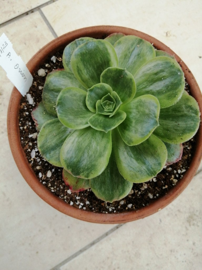 Aeonium Orion