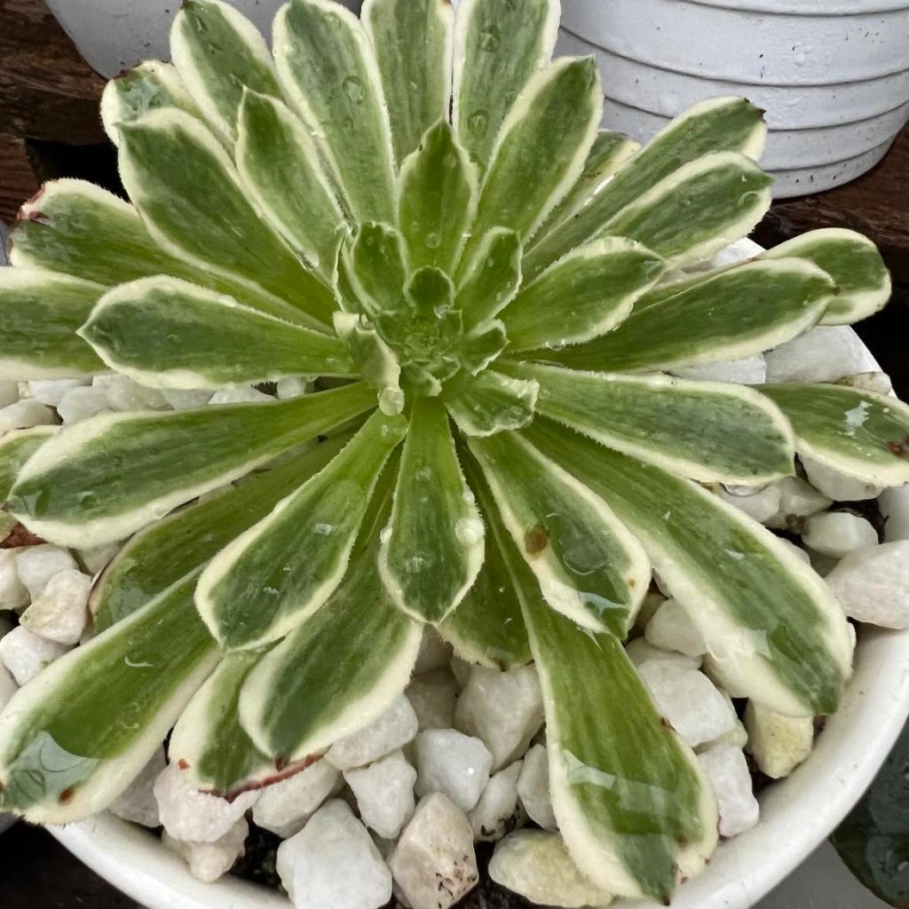 Aeonium Green Wave