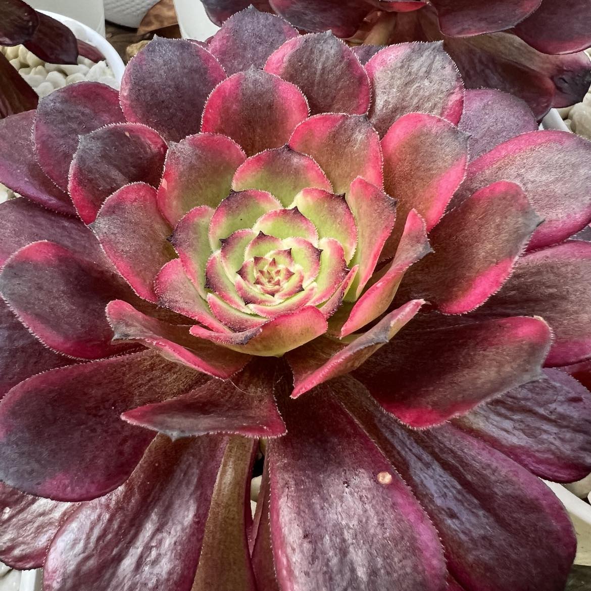 Aeonium &lsquo;Snow Girl&rsquo;