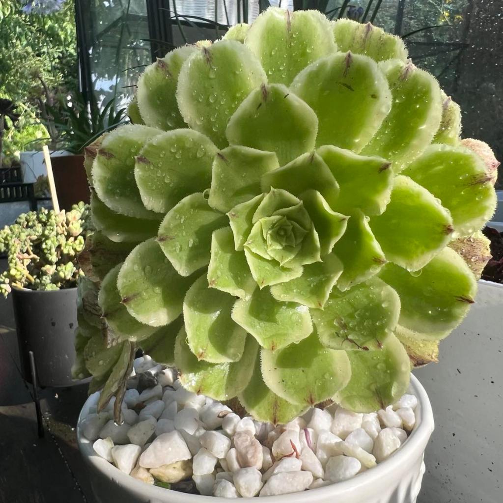 Aeonium Green Wave