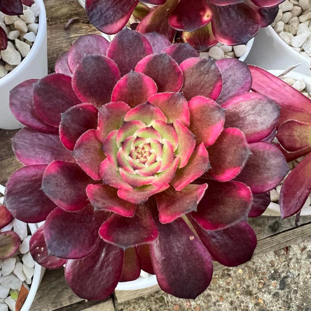 Aeonium Snow Girl