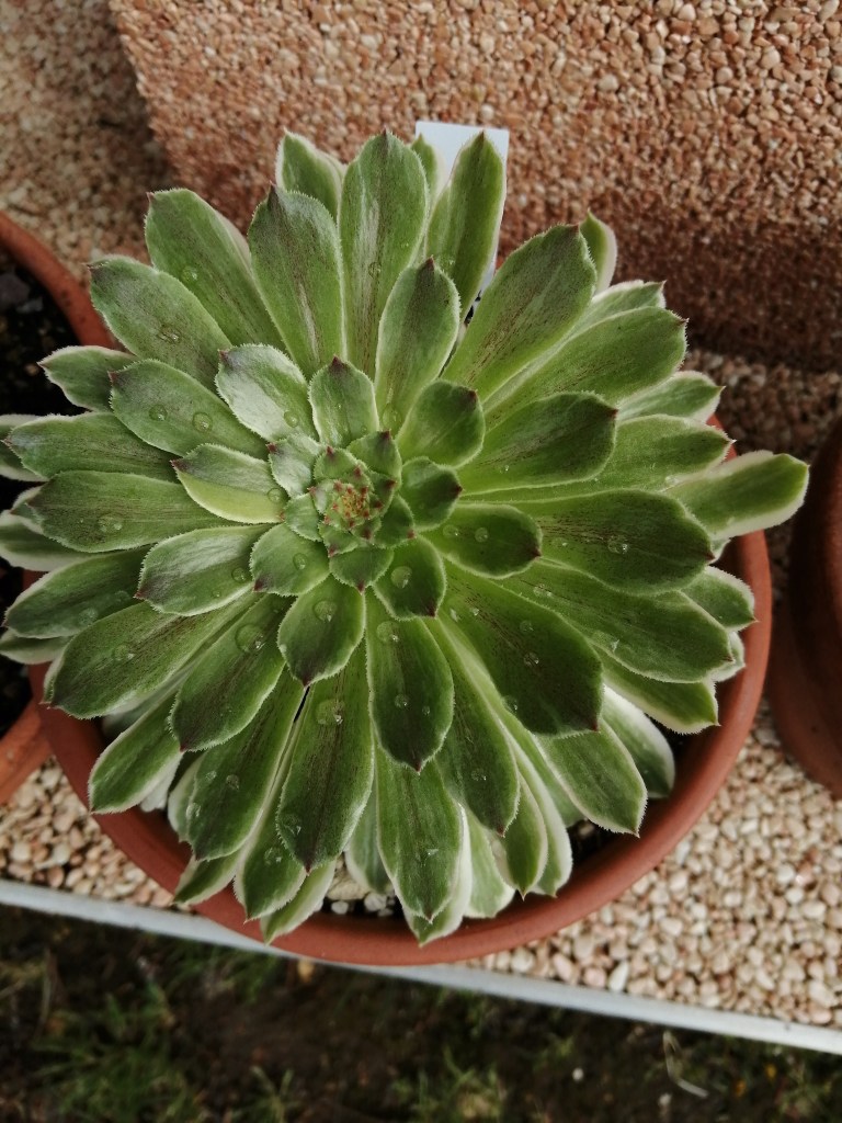 Aeonium Green Wave
