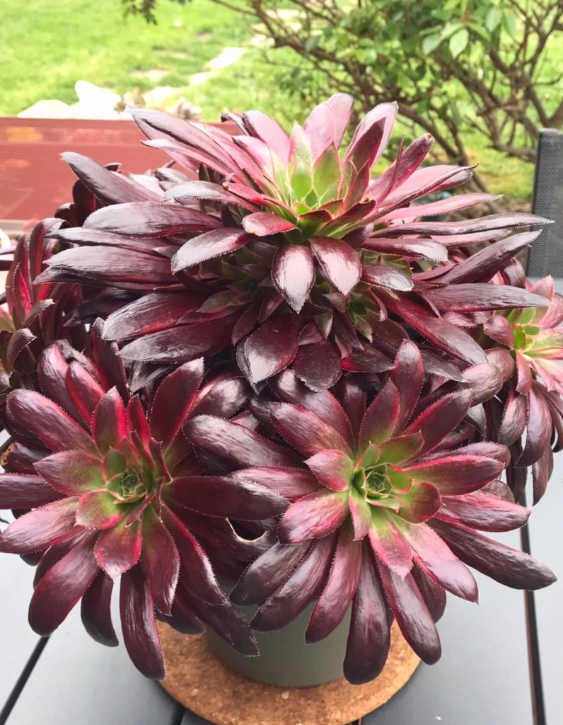 Aeonium Peacock
